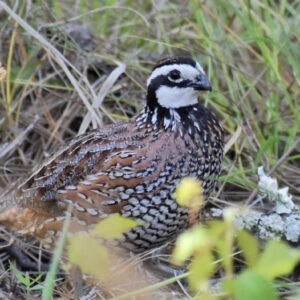 20220520 202912159 ios