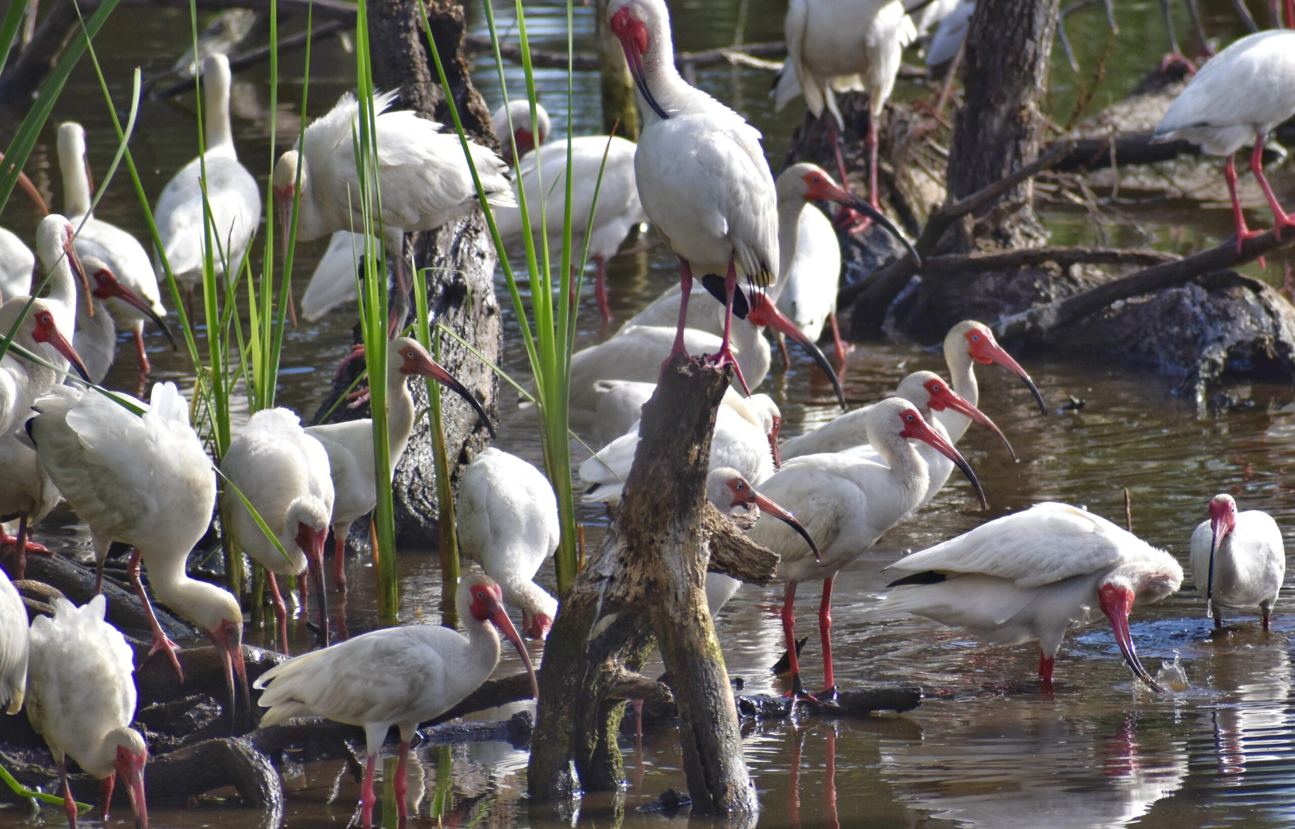Lower Coastal Plain landscape
